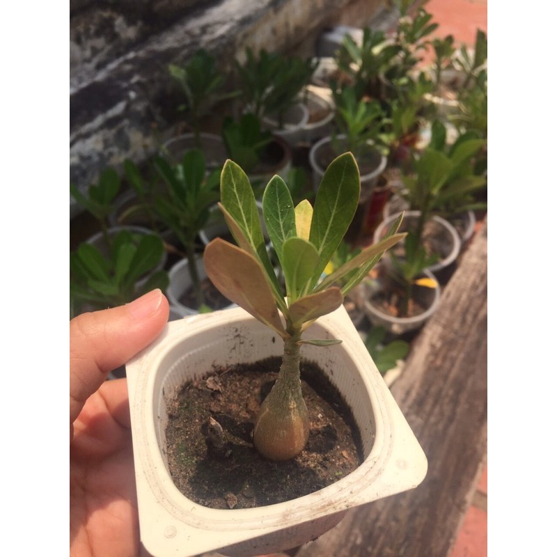 Cây sứ con màu ngẫu nhiên