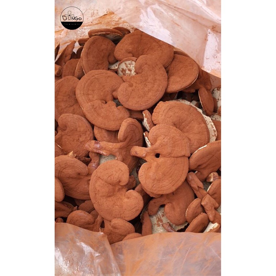 Nấm Linh chi - Long Khánh (500g) - BỘT