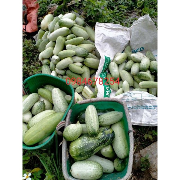 1 kg dưa mèo ngon ngọt
