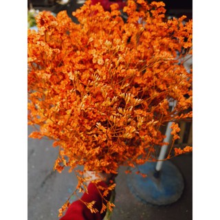 Hoa Sao Biển Tươi(đủ màu)(ib chọn màu)