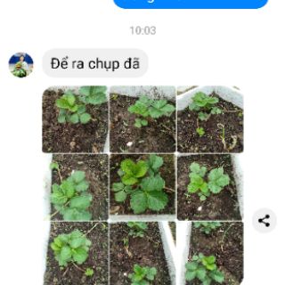 Cây dâu tây chịu nhiệt