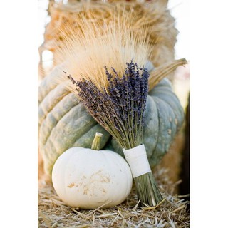 🌸Loại đẹp🌸 Hoa khô LAVENDER - Hoa khô OẢI HƯƠNG decor trang trí nhà cửa, đạo cụ chụp ảnh