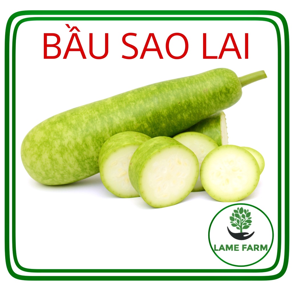 Hạt giống bầu sao lai F1 dễ trồng năng suất cao Lame farm BSL01