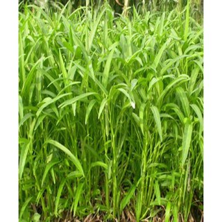 Hạt giống rau muống gói 50gr