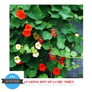 Hạt Giống Hoa Sen Cạn - 5 Hạt