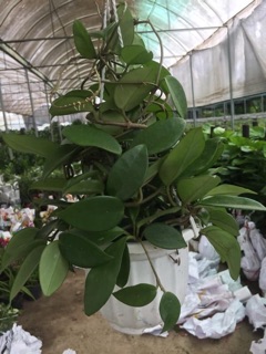 Lan ( cẩm cù bụi to)