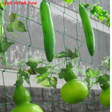 combo 6 tấm lưới trồng cây dây leo màu xanh khách đặt khổ 2 mét và khổ 3 mét