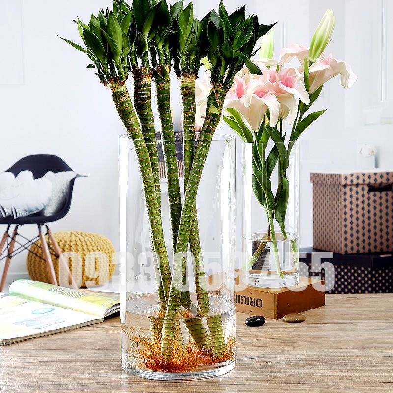 Bình bông lọ hoa thủy tinh trụ tròn, bể cá chậu cây thủy sinh