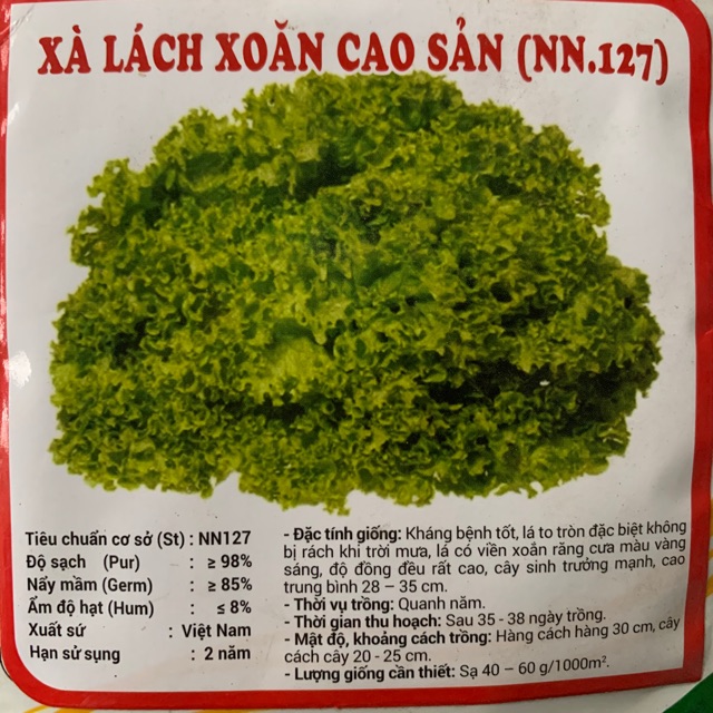 Xà lách xoăn hay diếp xoăn cao sản