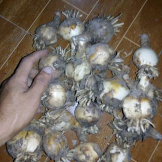 Củ hoa lan huệ đỏ cam