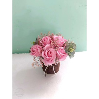 chậu hoa sáp babi khô để bàn