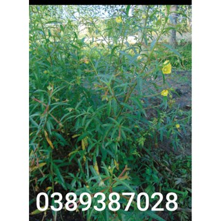 hạt giống cây rau mương,350 hạt