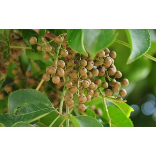 CÂY NHỘI GIỐNG + Tặng 01 cây dâu da đất( bòn bon)