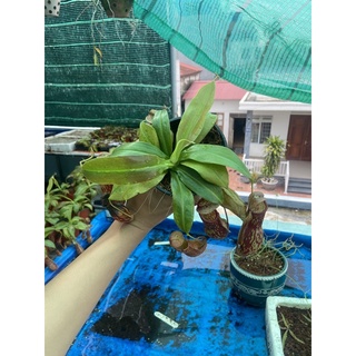 cây nắp ấm gaya
