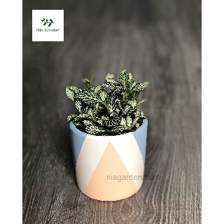 Chậu đất nung trồng cây cảnh để bàn, sen đá - Trụ tròn nhỏ sơn màu