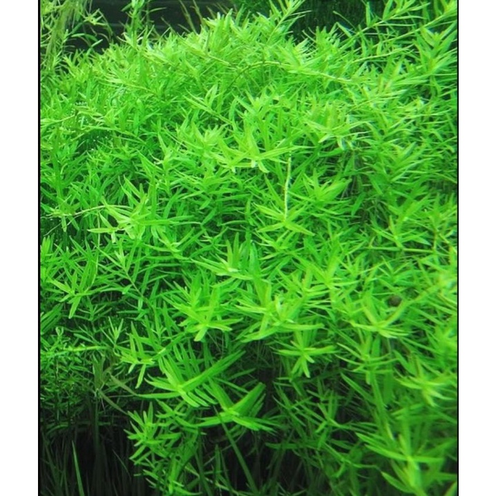 10 Ngọn Vẩy Ốc Thủy Sinh Dễ Trồng Không CO2 Lá Nước Siêu Đẹp