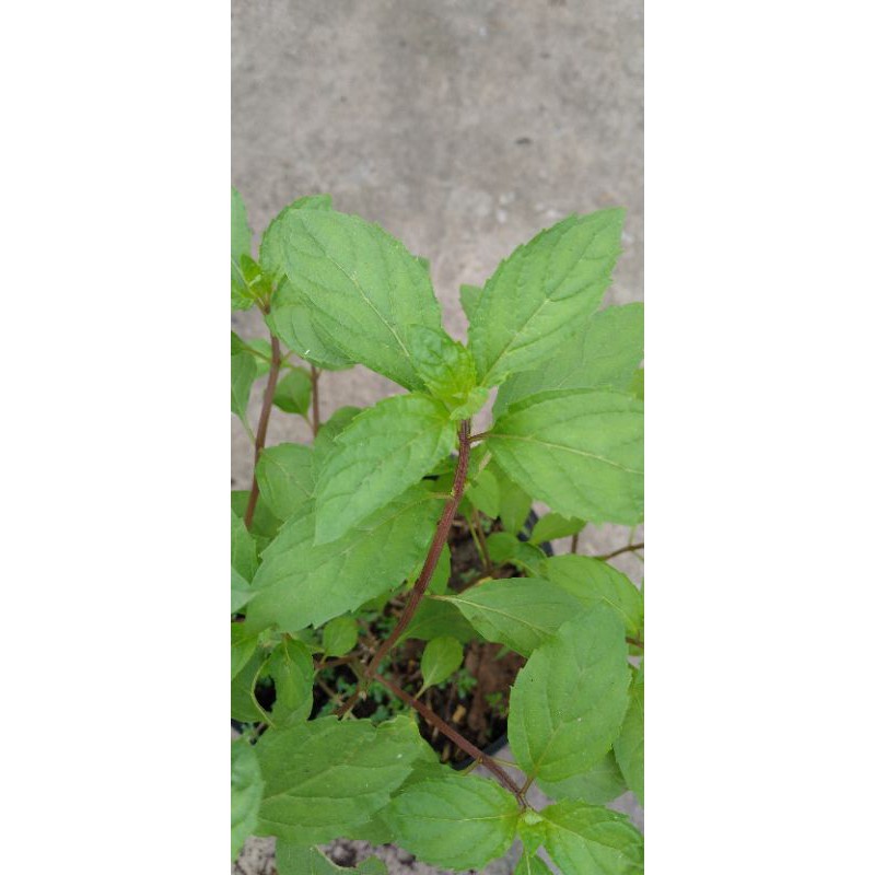 Bạc hà Peppermint(bạc hà tiêu,bạc hà cay)