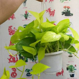 Trầu Bà Hoàng Kim
