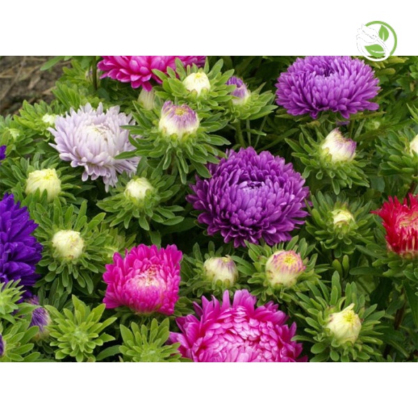 Hạt Giống Hoa Cúc Đài Loan Mix PN-18 - Gói 500mg - Callistephus Milady Mix