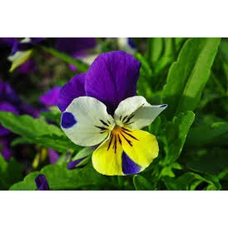 hạt giống hoa pansy 100 hạt
