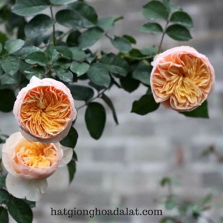 Combo 5 cây hoa hồng juliet-bầu đất