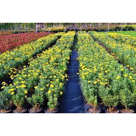 Hạt Giống Hoa Cúc Thân Gỗ F1 Dễ Trồng, Hoa Nở Đẹp Tặng kèm Hướng Dẫn Trồng-Tổng kho hạt giống giá rẻ