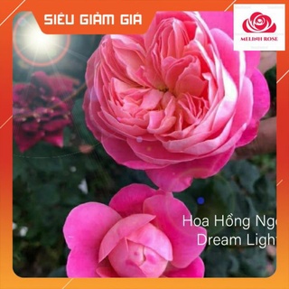 Hoa hồng ngoại Dream Light- Bông hồng đẹp, sai hoa bất chấp thời tiết- Vườn Hoa Melinhrose