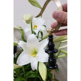 Nậm sừng cho lồng Mi...