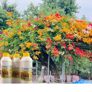 Phân Bón Hữu Cơ Cho Hoa Giấy