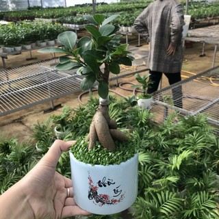 Cây si ghép để bàn trang trí