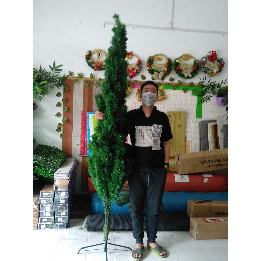 Cây Thông Noel Cao 3m, Tán Rộng, Dày