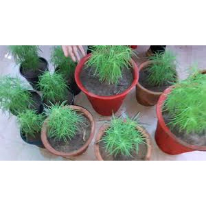 Hạt Giống Cỏ Đổi Màu F1 Loại Siêu Dễ Trồng, Hoa Nở Đẹp-Tổng kho hạt giống giá rẻ