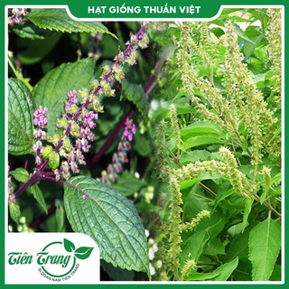 Giống Hương Nhu tía - Giống Hương Nhu trắng