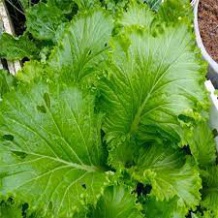 Hạt giống cải bẹ mào gà (tặng kèm phân)