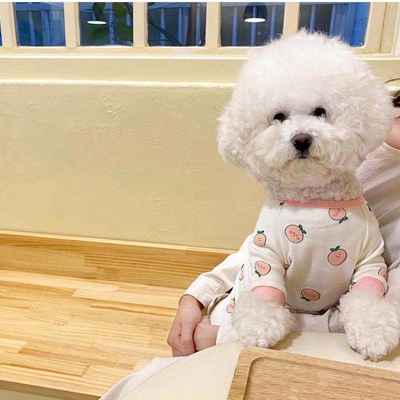 DP167 - áo bốn chân hình quả cam cho chó mèo, quần áo thú cưng