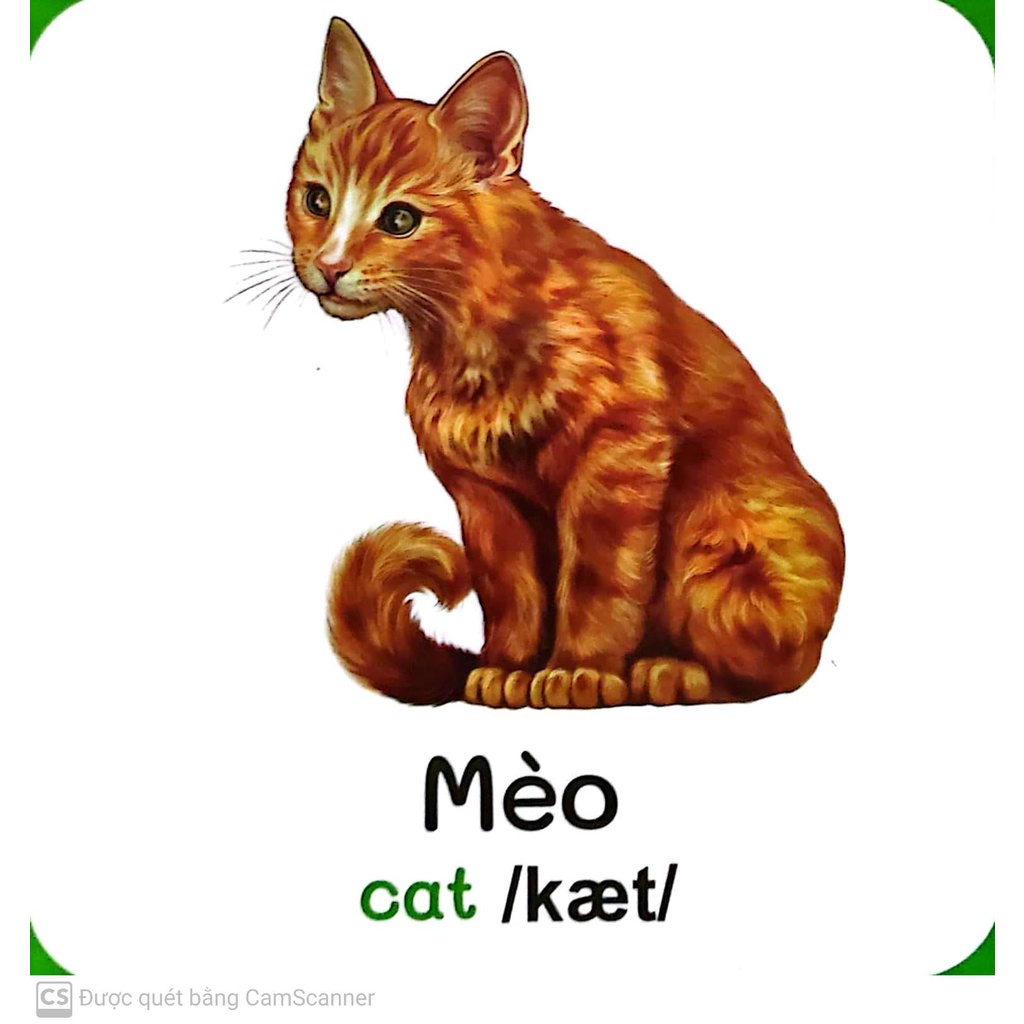 Sách - Baby'S First Picture Dictionary - Từ Điển Bằng Hình Đầu Tiên Của Bé - Động vật Nuôi - Farm AniMals