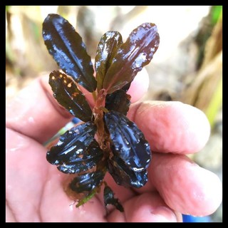 Bucephalandra Sp Brownie Falcon