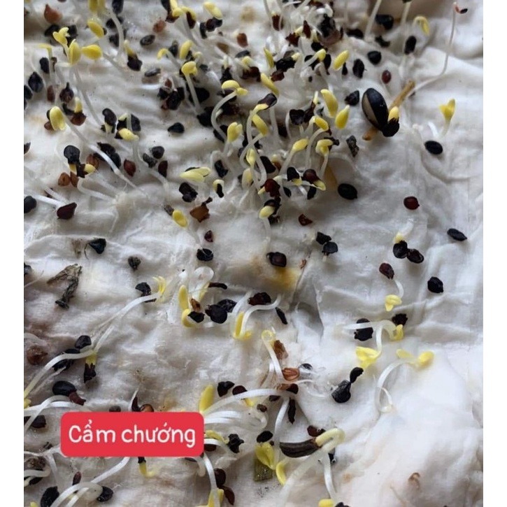 Hạt giống hoa cẩm chướng kép mix đủ màu