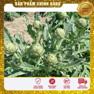 Hạt Giống Atiso Xanh - 4 Hạt