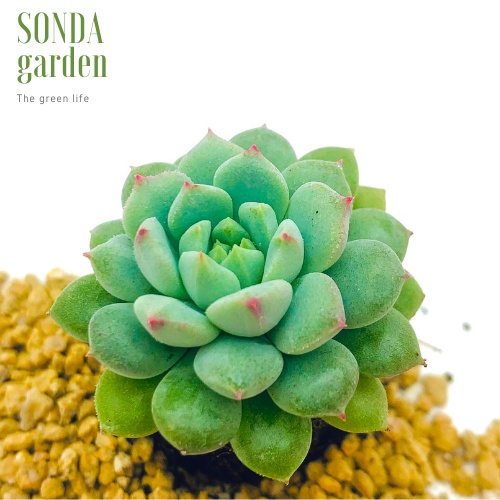 Sen đá dù xanh SONDA GARDEN size mini 2.5-4cm, xuất xứ Đà Lạt, khoẻ đẹp, lỗi 1 đổi 1