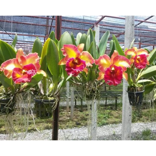 Cattleya giá siêu rẻ hoa thơm combo 2 cốc