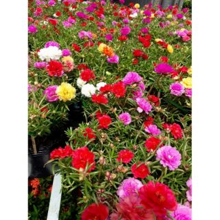 CÀNH HOA MƯỜI GIỜ NHIỀU MÀU 50k/1kg
