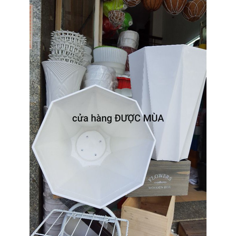 chậu 8 cạnh - chậu kim cương size lớn cao 40cm, đk33cm