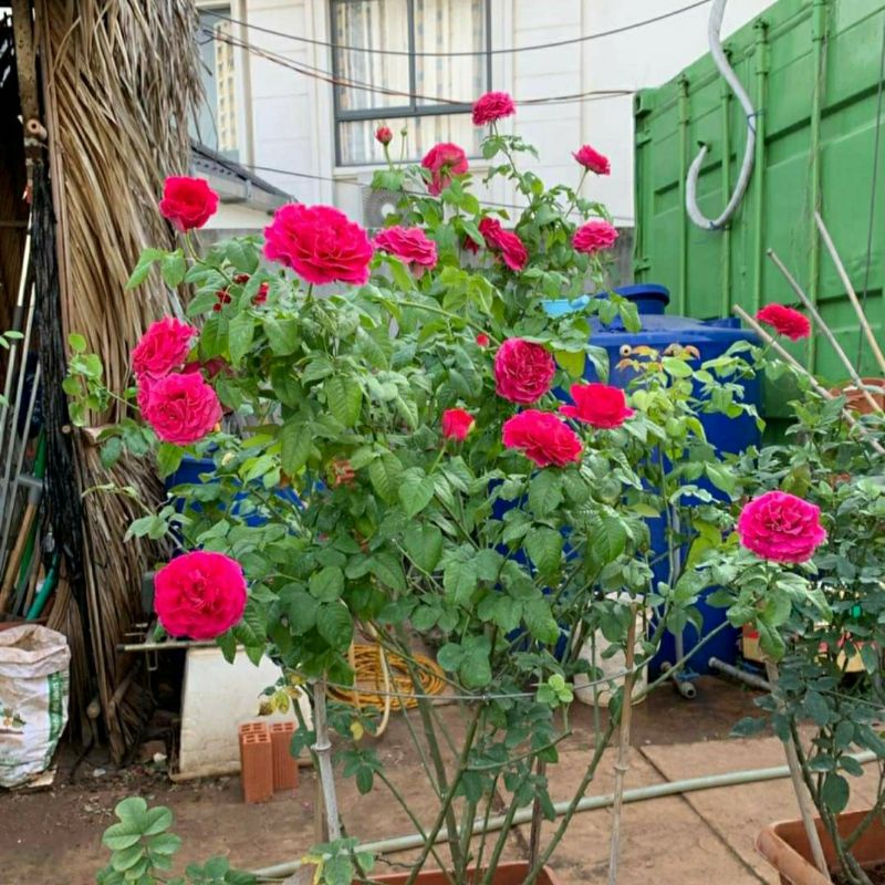 Hoa hồng ngoại kate rose – Nữ hoàng bí ẩn của xứ sở sương mù Anh quốc- Vườn Hoa Melinhrose