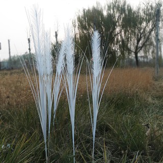 Cành cỏ lau bông trắng