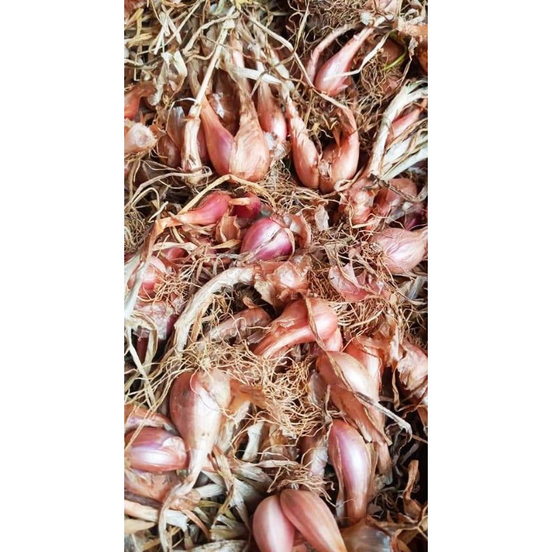 Củ giống hành ba chài