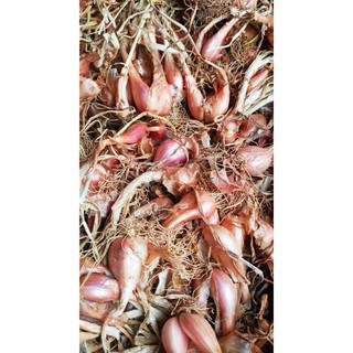 [Siêu rẻ ] Củ giống hành ba chài (1kg)