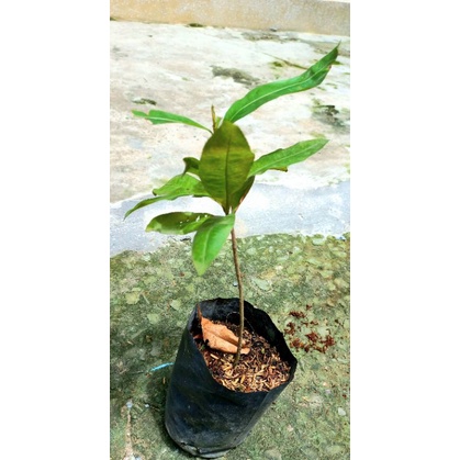 Bầu mai vàng chưa quấn rễ