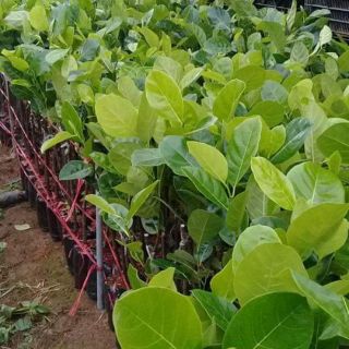 Mít Thái siêu sớm ,mít ruột đỏ ,mít không hạt,mít trái dài Malaysia