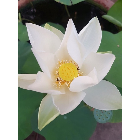 Hạt Giống Sen Bạch Liên